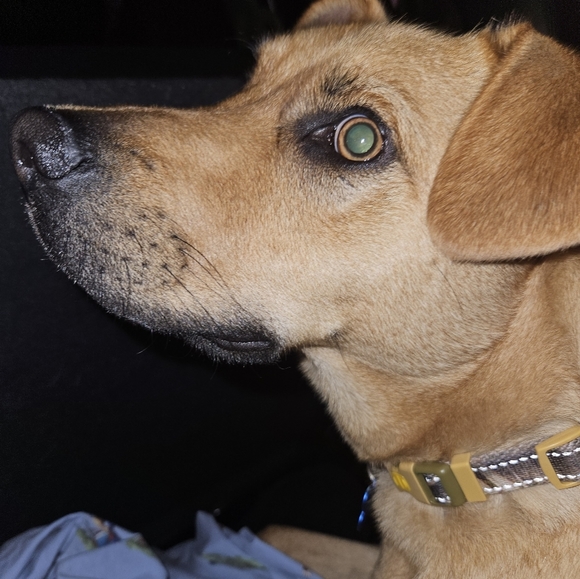 Meet your Posher, Max - Picture 1 of 1